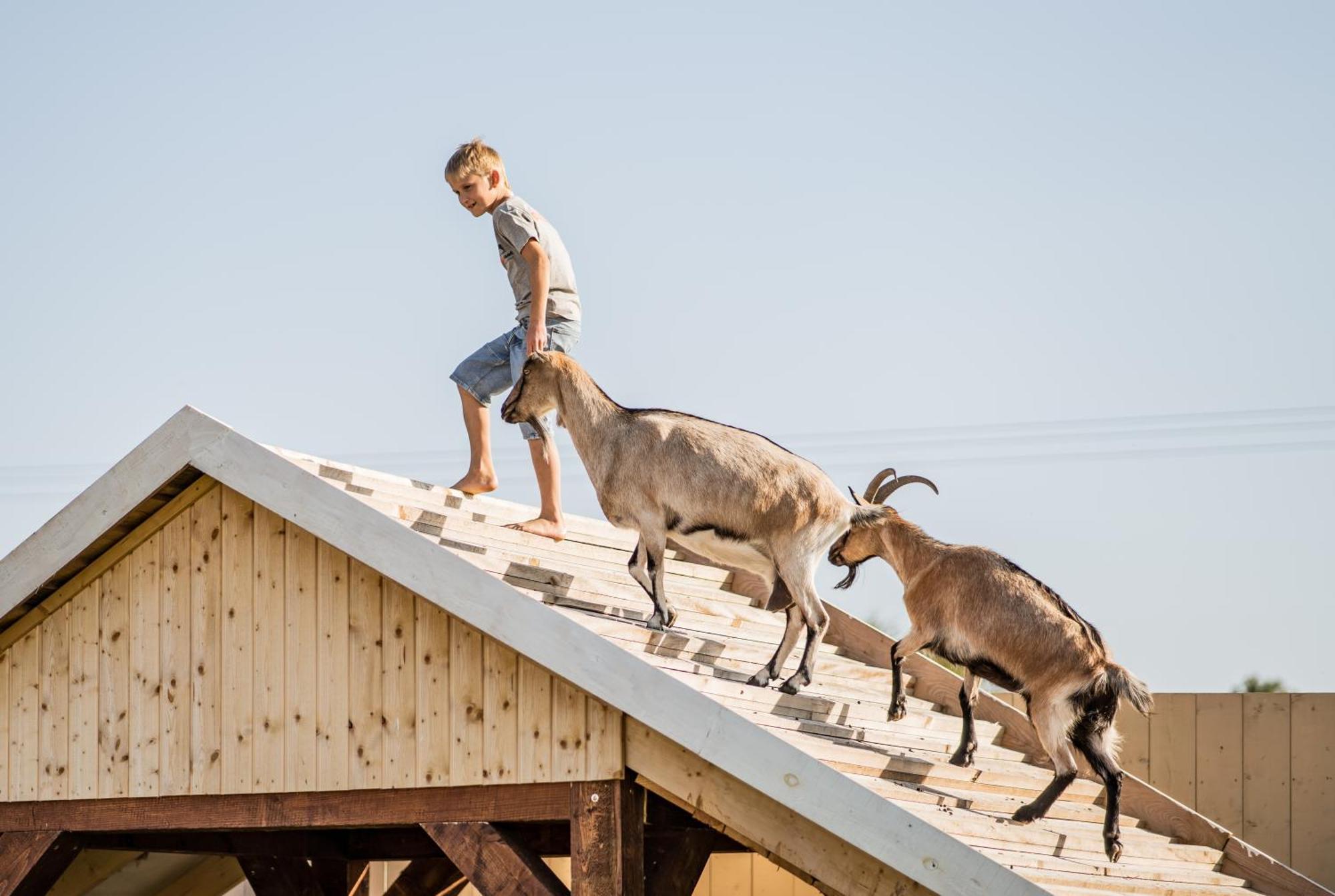 Holiday home Wczasowy Z Dostepem Do Mini Zoo Donkeyszot Rogozina