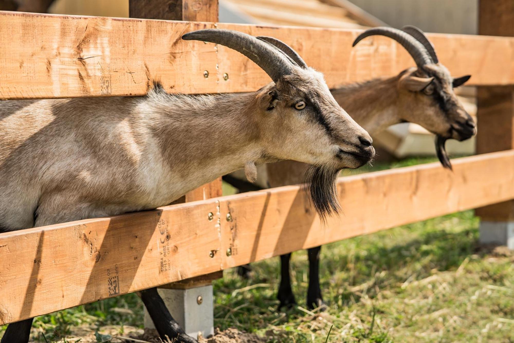 Holiday home Wczasowy Z Dostepem Do Mini Zoo Donkeyszot