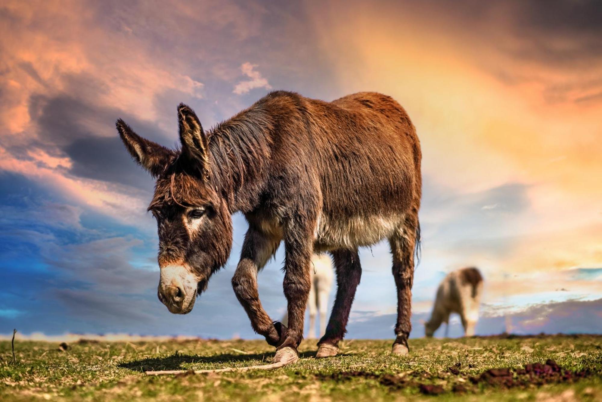 Holiday home Wczasowy Z Dostepem Do Mini Zoo Donkeyszot Rogozina