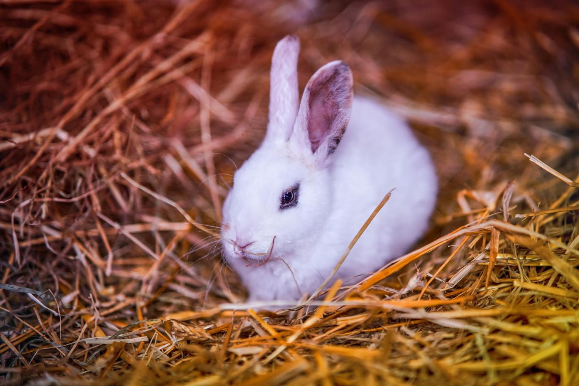 Holiday home Wczasowy Z Dostepem Do Mini Zoo Donkeyszot *
