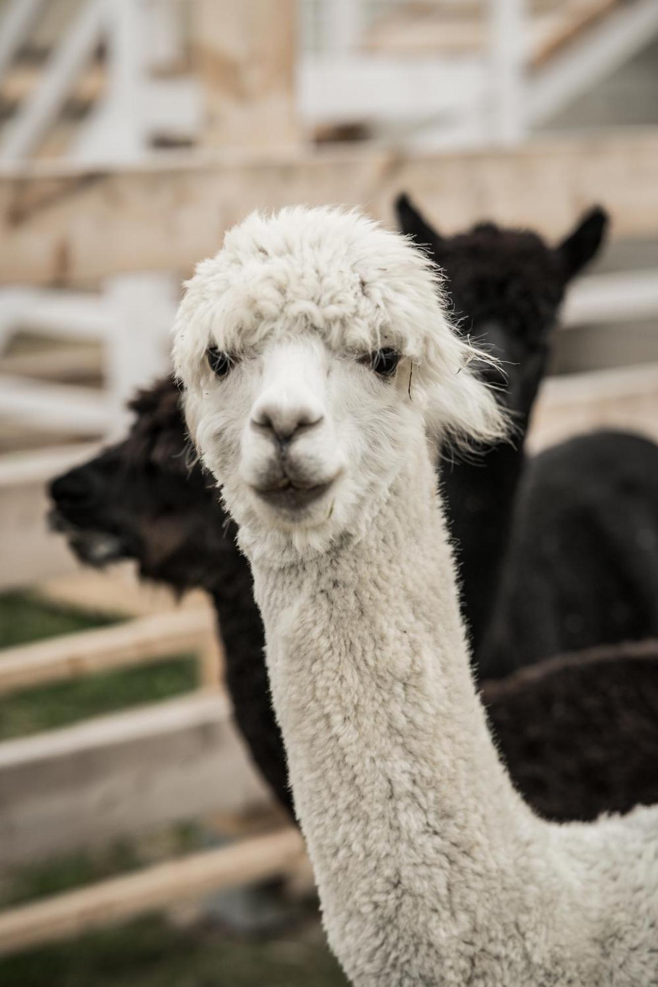 Holiday home Wczasowy Z Dostepem Do Mini Zoo Donkeyszot