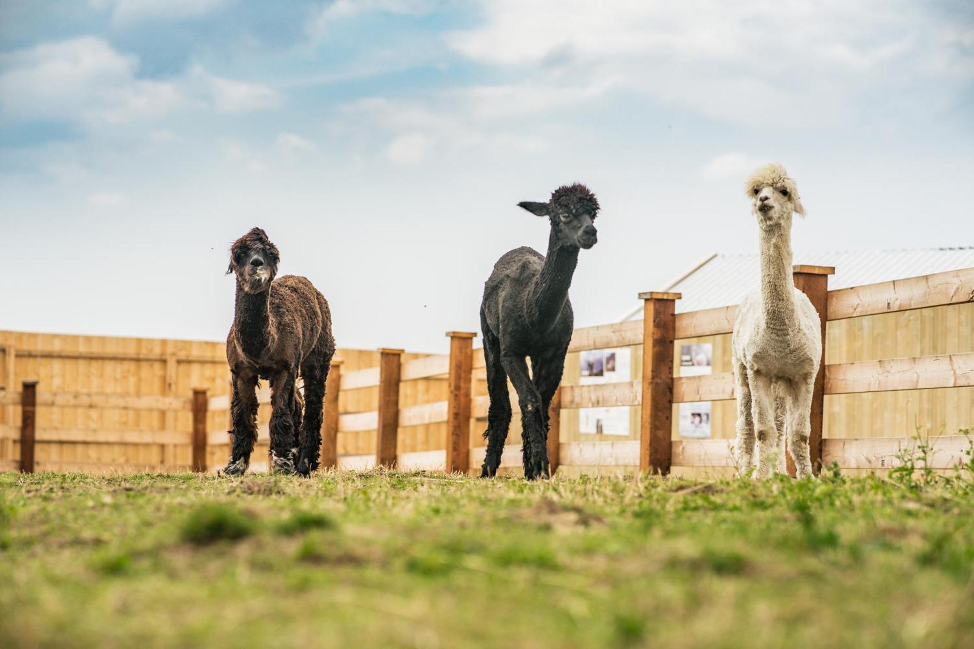 Wczasowy Z Dostepem Do Mini Zoo Donkeyszot