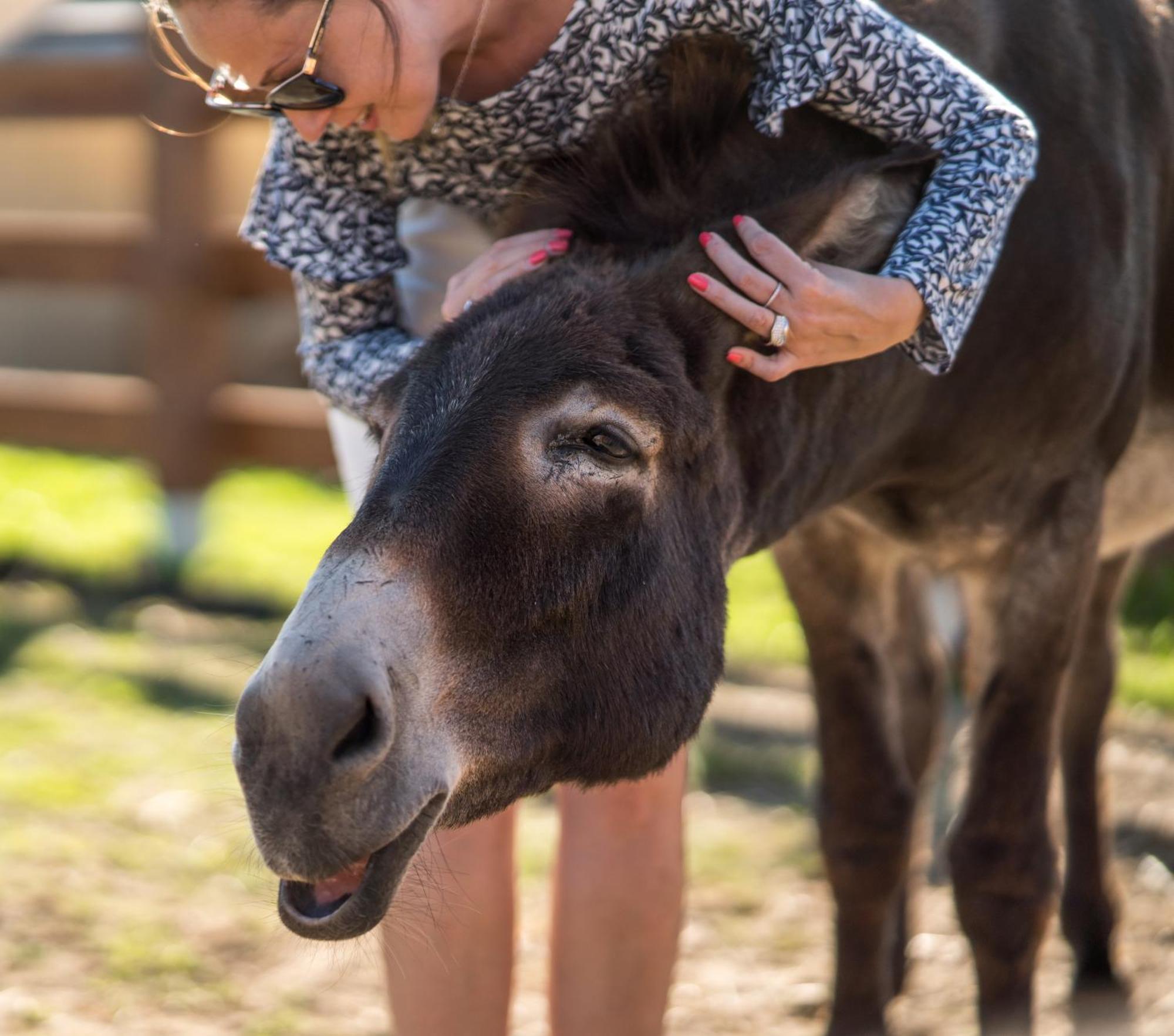 Wczasowy Z Dostepem Do Mini Zoo Donkeyszot Rogozina