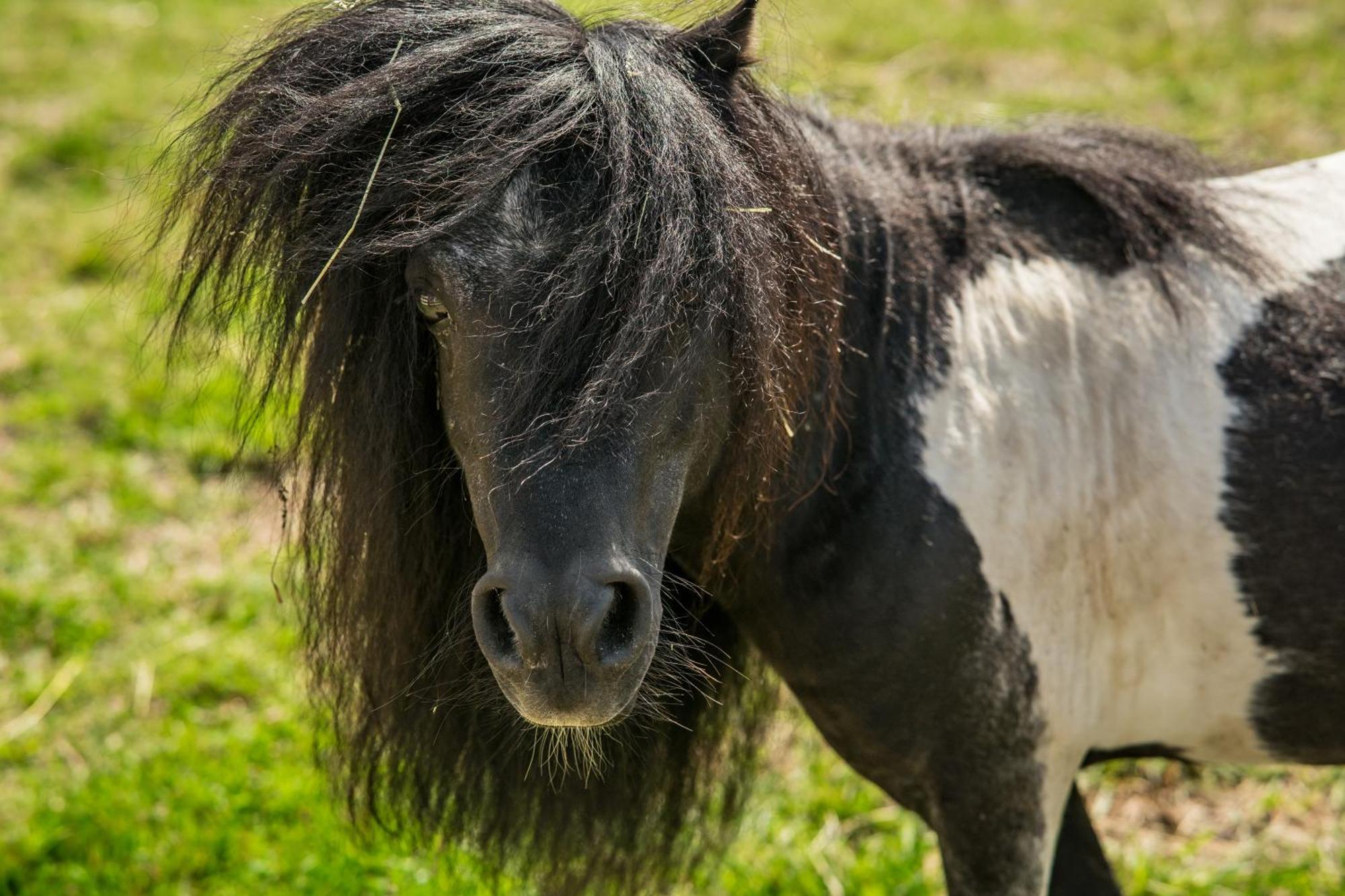 Wczasowy Z Dostepem Do Mini Zoo Donkeyszot Holiday home