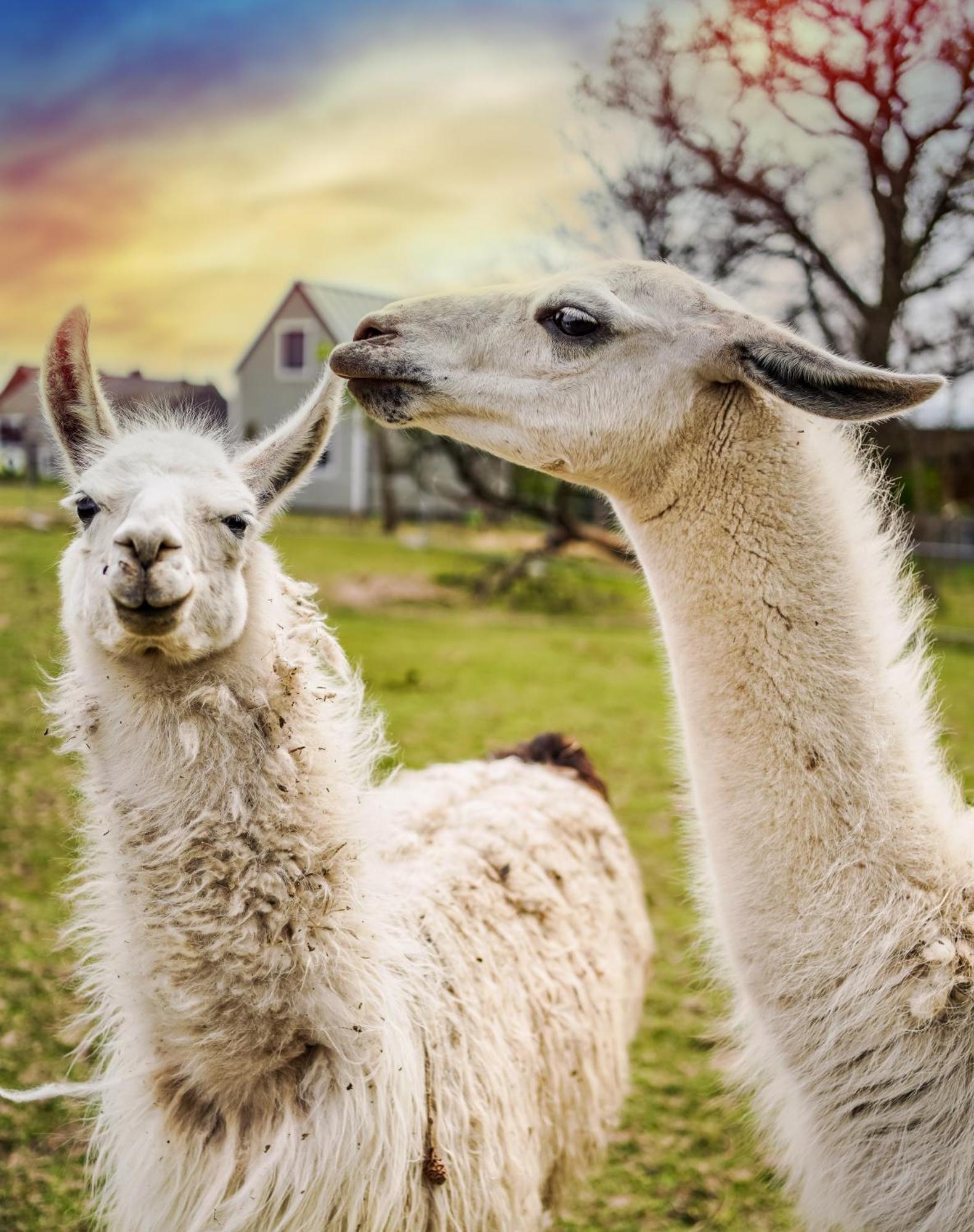 Wczasowy Z Dostepem Do Mini Zoo Donkeyszot Holiday home *