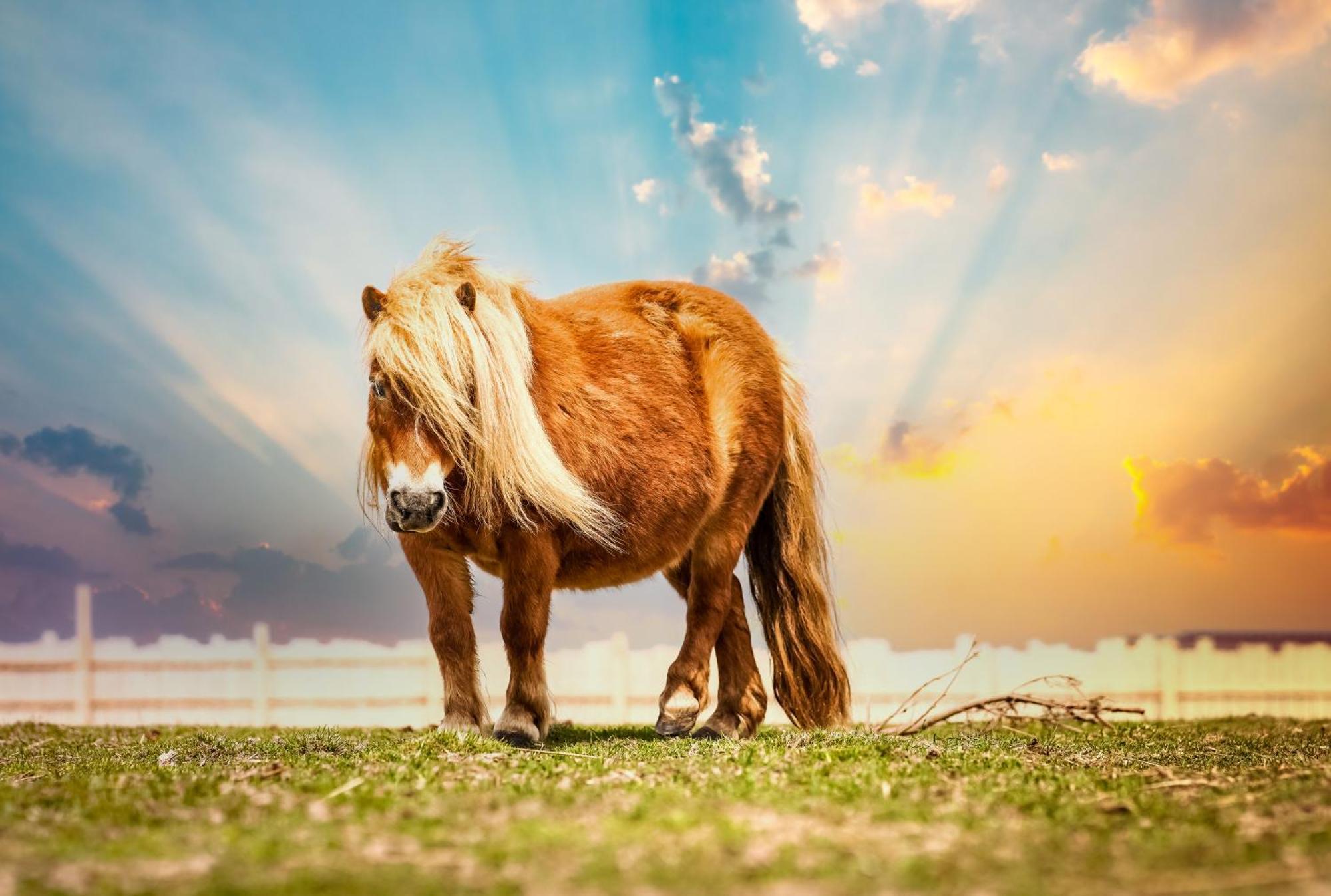Holiday home Wczasowy Z Dostepem Do Mini Zoo Donkeyszot *