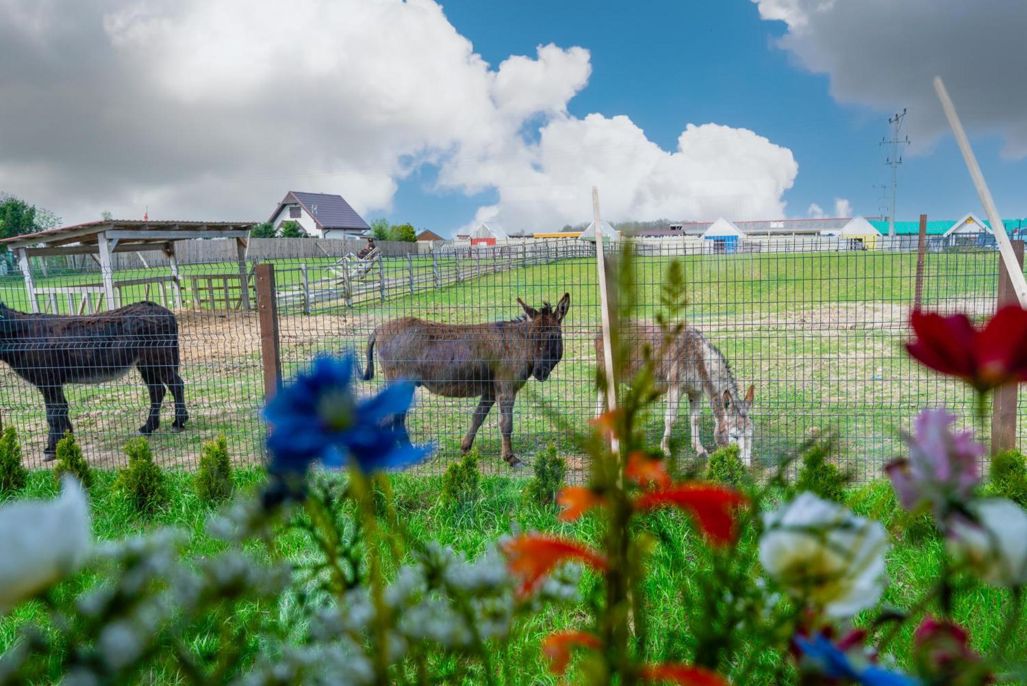 Wczasowy Z Dostepem Do Mini Zoo Donkeyszot Rogozina