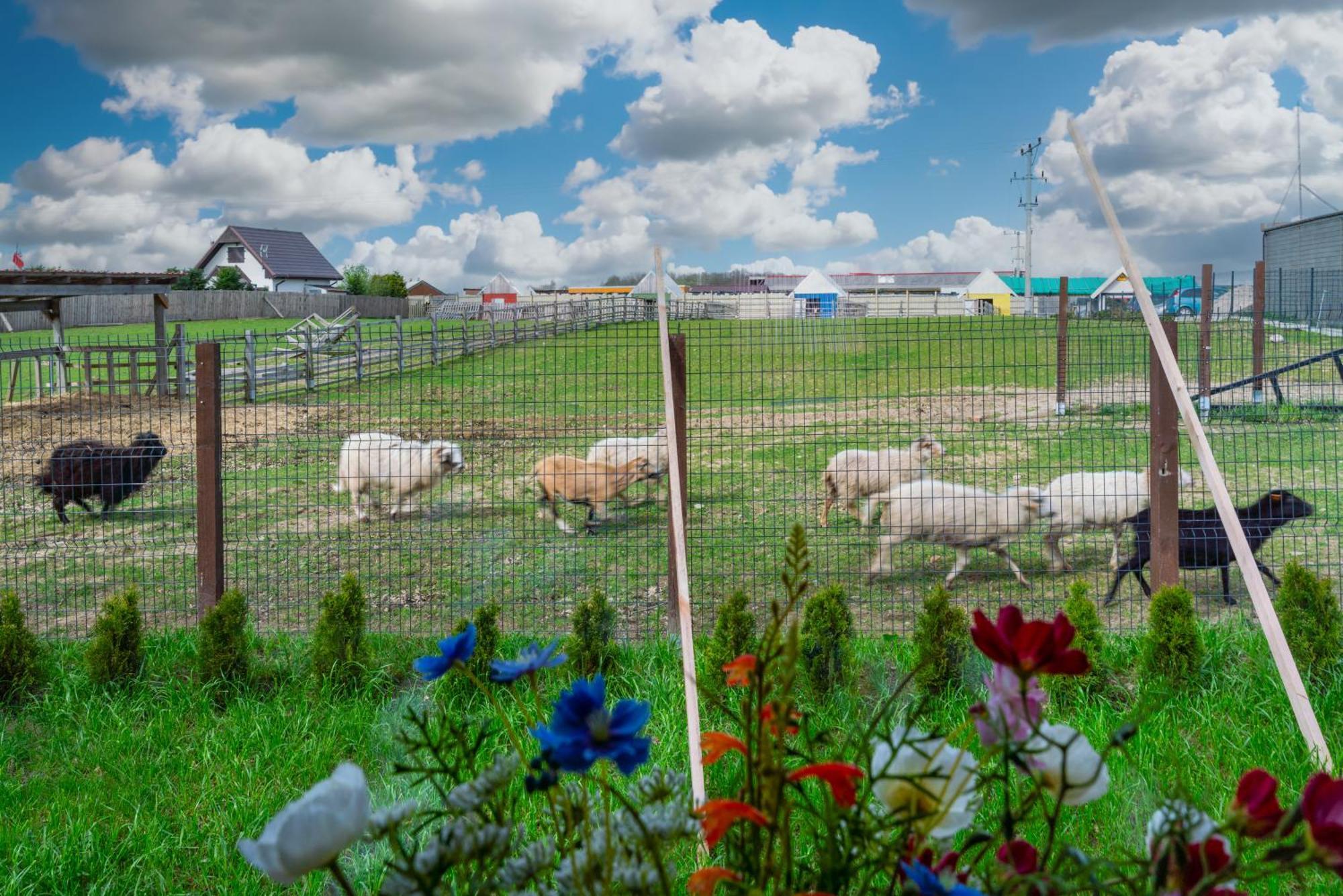 Holiday home Wczasowy Z Dostepem Do Mini Zoo Donkeyszot Rogozina