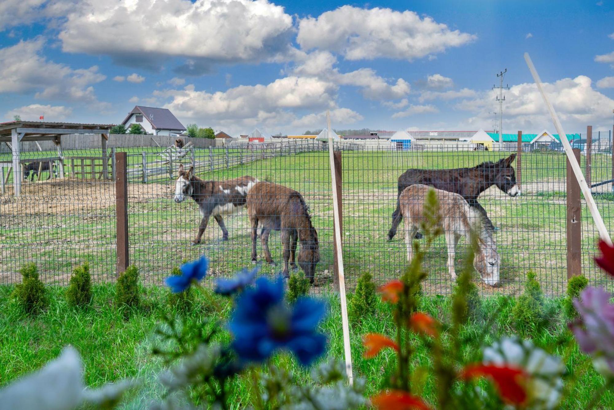 Wczasowy Z Dostepem Do Mini Zoo Donkeyszot
